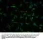 CLCN6 Antibody