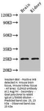 CLDN10 Antibody