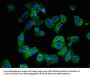 CLDN10 Antibody