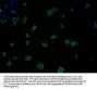 CLDN11 Antibody