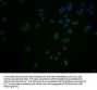 CLDN11 Antibody