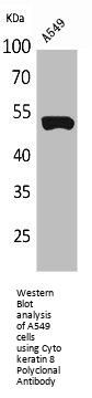 KRT8 Antibody