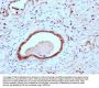 CLDN18 Antibody