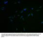 CLDN18 Antibody