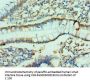 CLDN2 Antibody