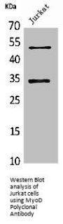 MYOD1 Antibody