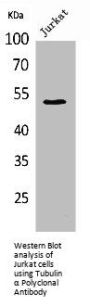 TUBA1A Antibody