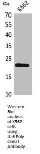 IL6 Antibody