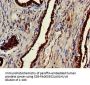 CLINT1 Antibody