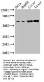 CLINT1 Antibody
