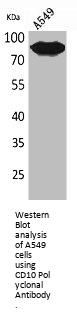MME Antibody