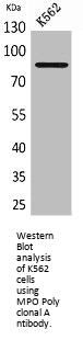 MPO Antibody