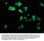 CLN5 Antibody