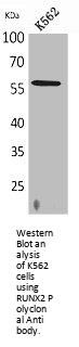 RUNX2 Antibody