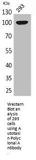 ENPP2 Antibody