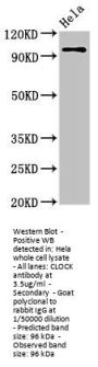 CLOCK Antibody