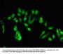 CLOCK Antibody