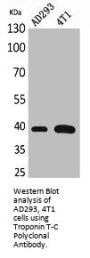 TNNT2 Antibody