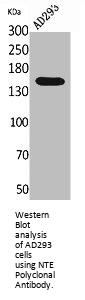 PNPLA6 Antibody