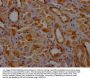 CLTC Antibody
