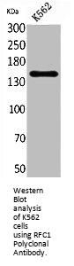 RFC1 Antibody
