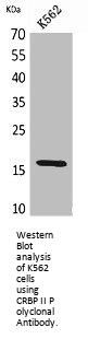 RBP2 Antibody