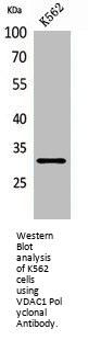 VDAC1 Antibody
