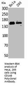 PTPRJ Antibody