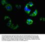 CNGA1 Antibody