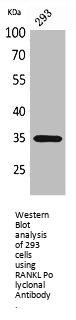 TNFSF11 Antibody