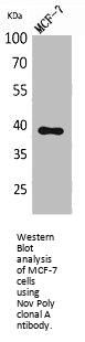 NOV Antibody