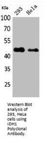 IDH1 Antibody