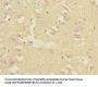 CNTNAP1 Antibody