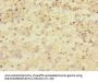 CNTNAP1 Antibody