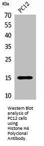 Histone H4 Antibody