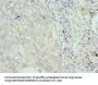 COCH Antibody