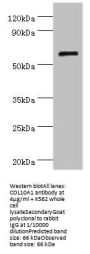 COL10A1 Antibody