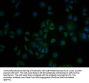 COL18A1 Antibody