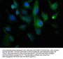 COL1A1 Antibody