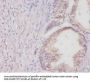 Col1a1 Antibody