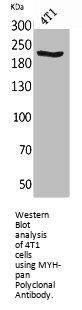 MYH1/MYH2/MYH3/MYH4/MYH6/MYH7/MYH8 Antibody