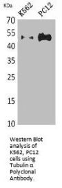 TUBA1A/TUBA1B/TUBA1C/TUBA3C/TUBA4A Antibody