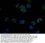 COL4A5 Antibody