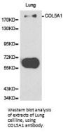 COL5A1 Antibody
