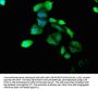 COL6A1 Antibody