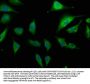 COL6A1 Antibody