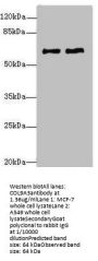 COL9A3 Antibody