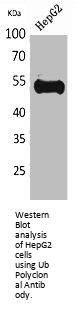 UBA52/RPS27A/UBB/UBC Antibody