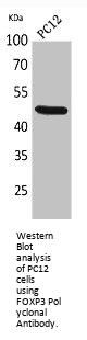 FOXP3 Polyclonal Antibody