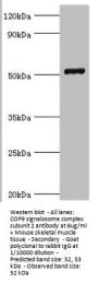 Rabbit anti-human COP9 signalosome complex subunit 2 polyclonal Antibody(COPS2 )